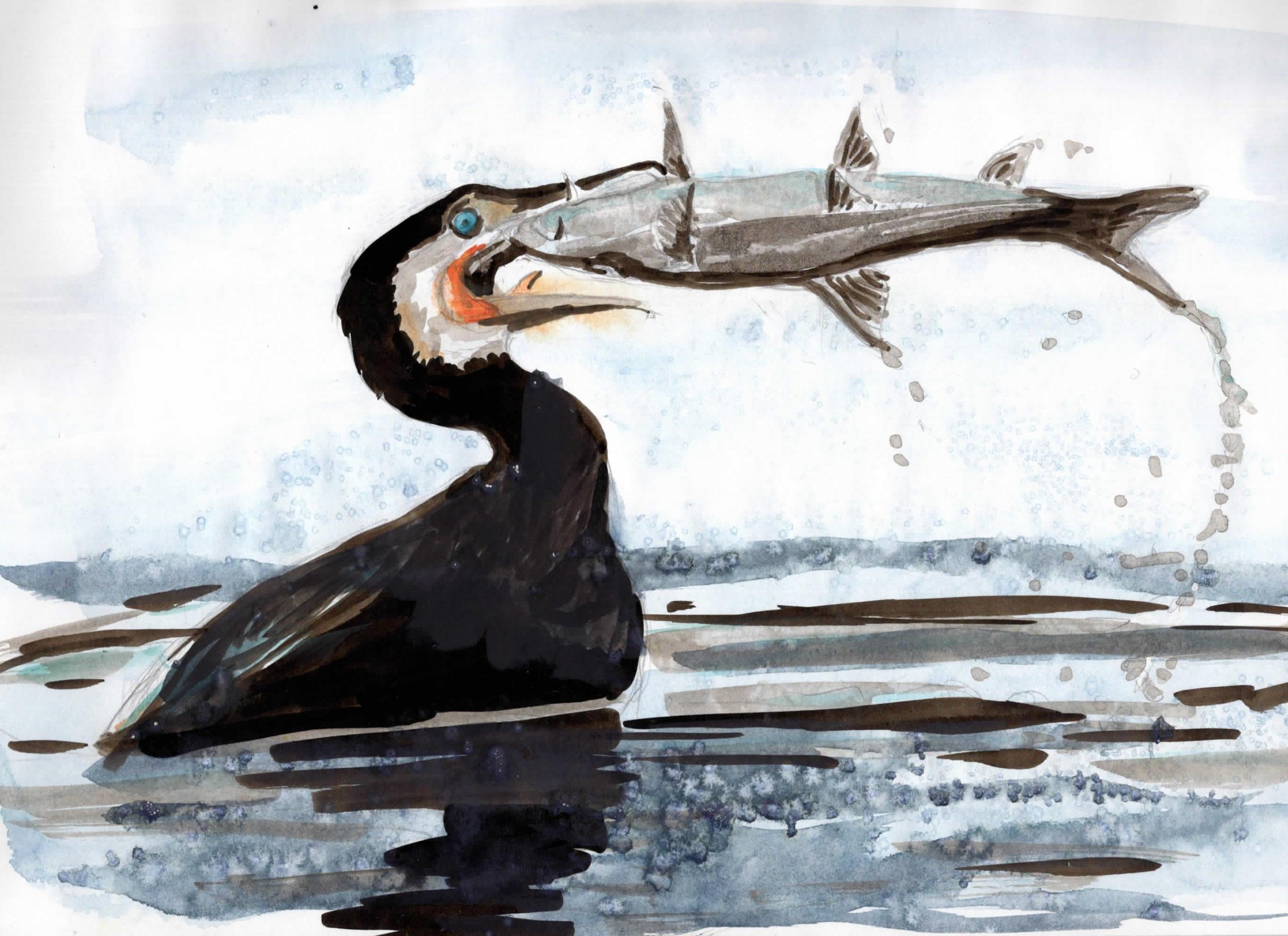 Kormoran frisst