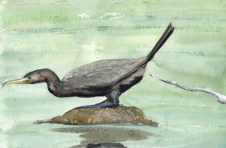 Kormoran scheißt
