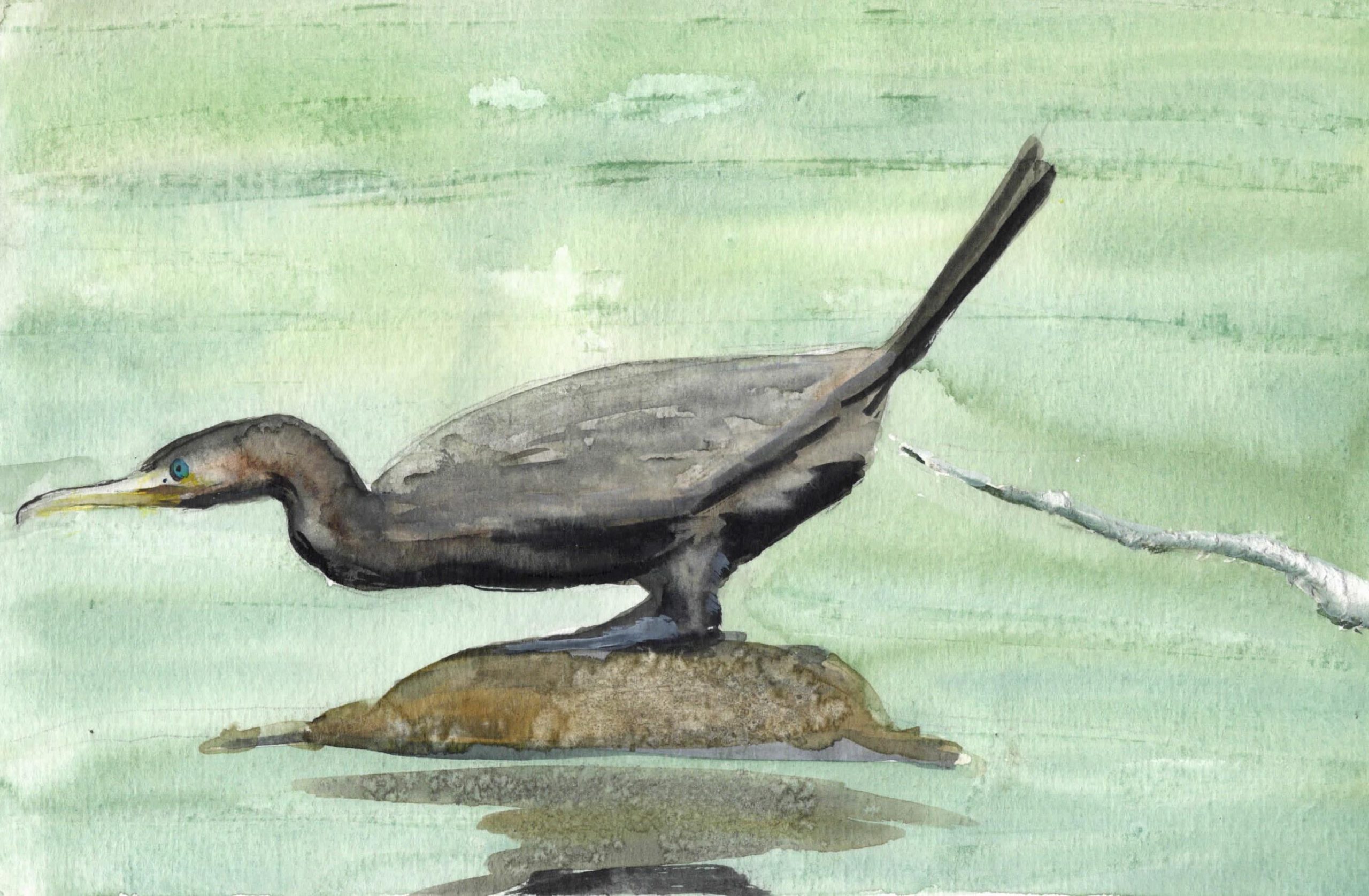 Kormoran scheißt